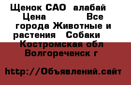 Щенок САО (алабай) › Цена ­ 10 000 - Все города Животные и растения » Собаки   . Костромская обл.,Волгореченск г.